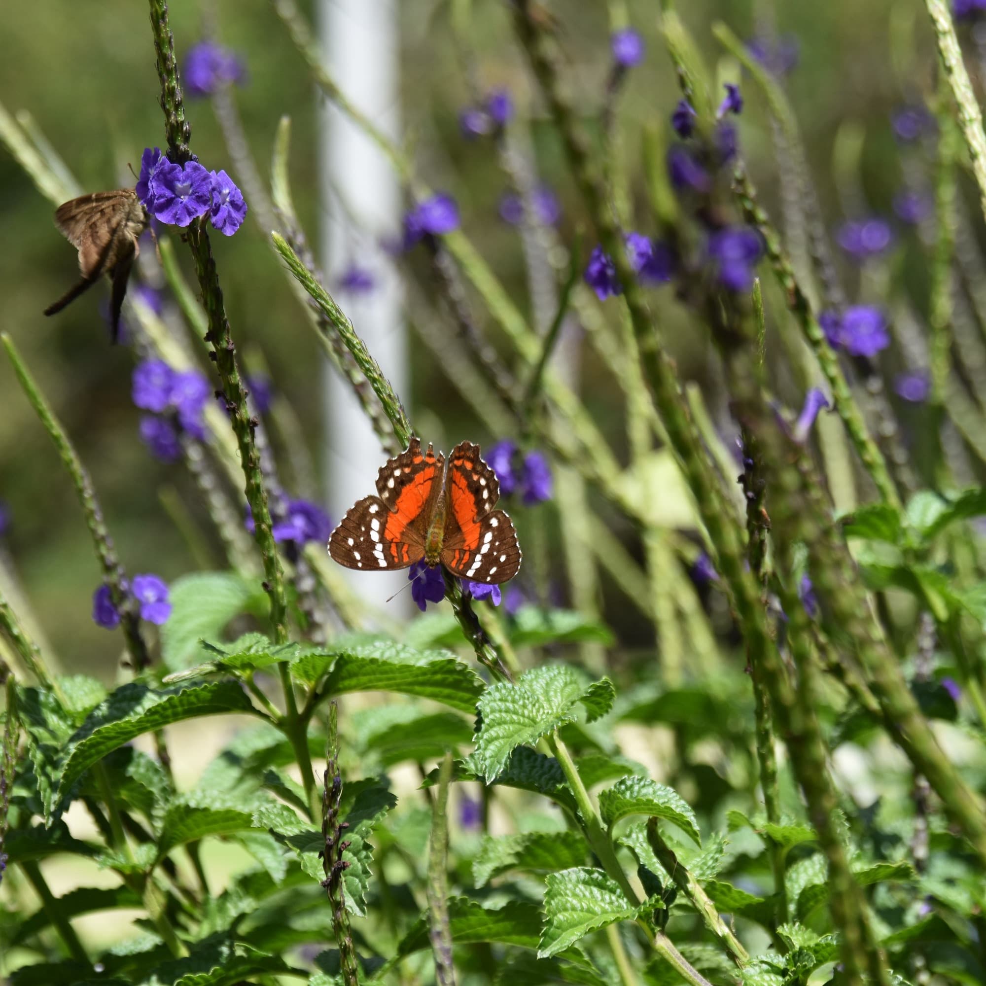 Mariposa naranja y marrón libando en un tallo de flores moradas