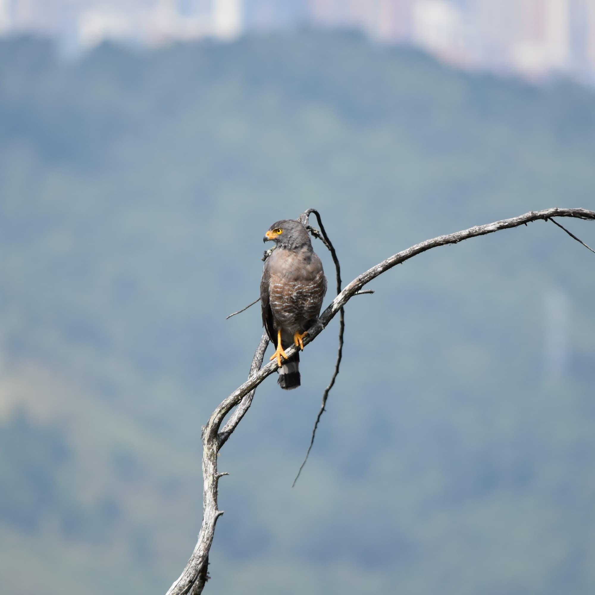 Gavilán pollero posado en una rama seca, con la montaña y la ciudad al fondo