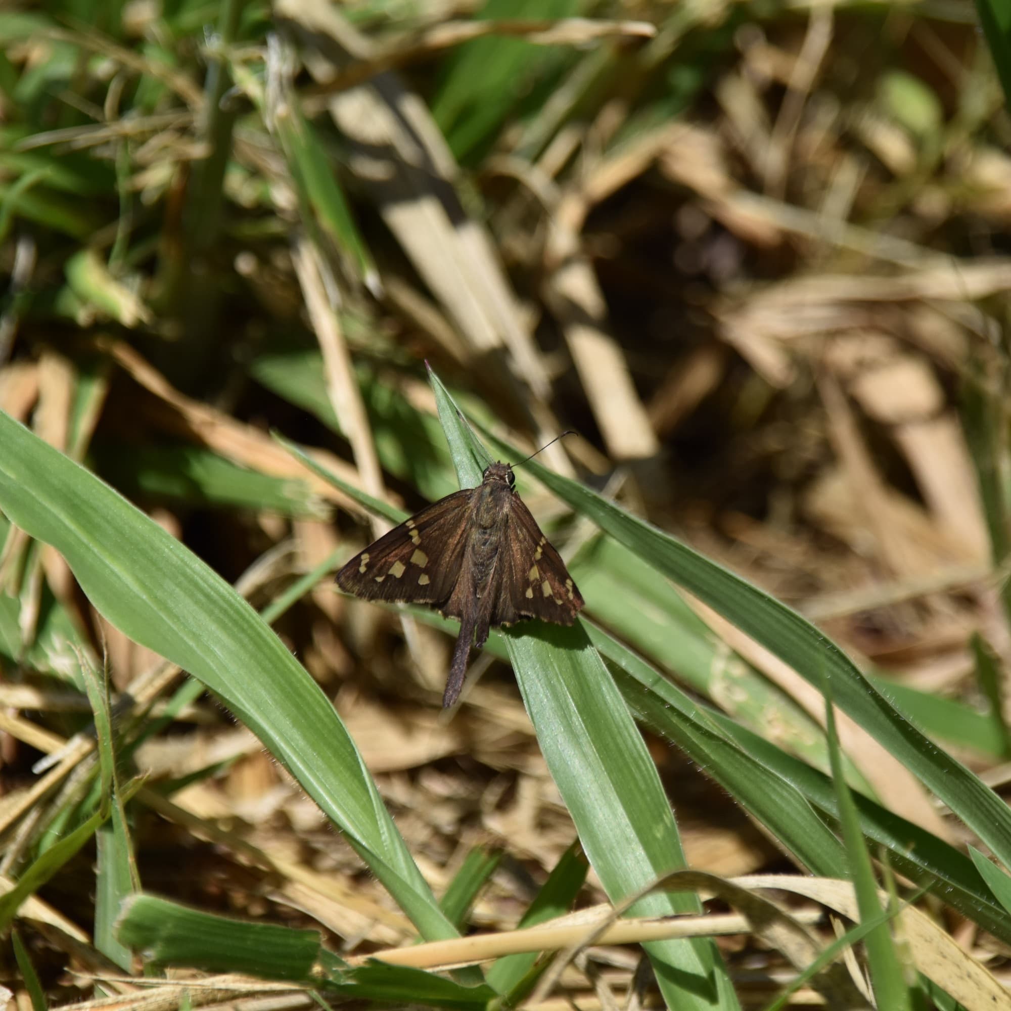 Mariposa marrón con manchas claras posada sobre una hoja de hierba