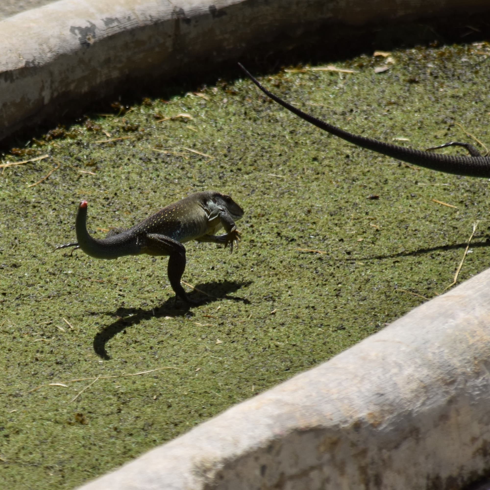 Lagartija corriendo sobre una superficie cubierta de verdín, con la cola levantada