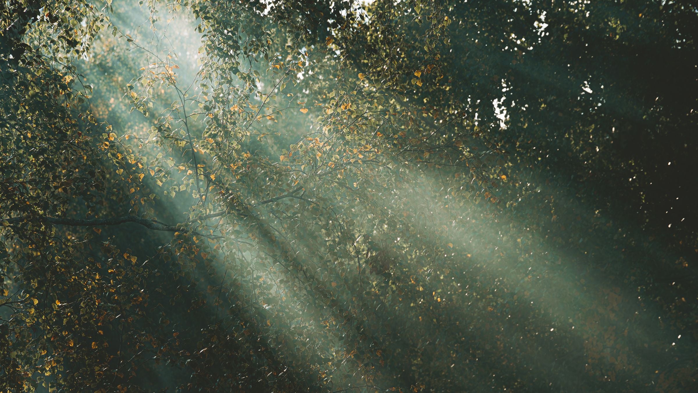 Rayos de sol atravesando el follaje de un bosque, con partículas de polvo suspendidas en la luz