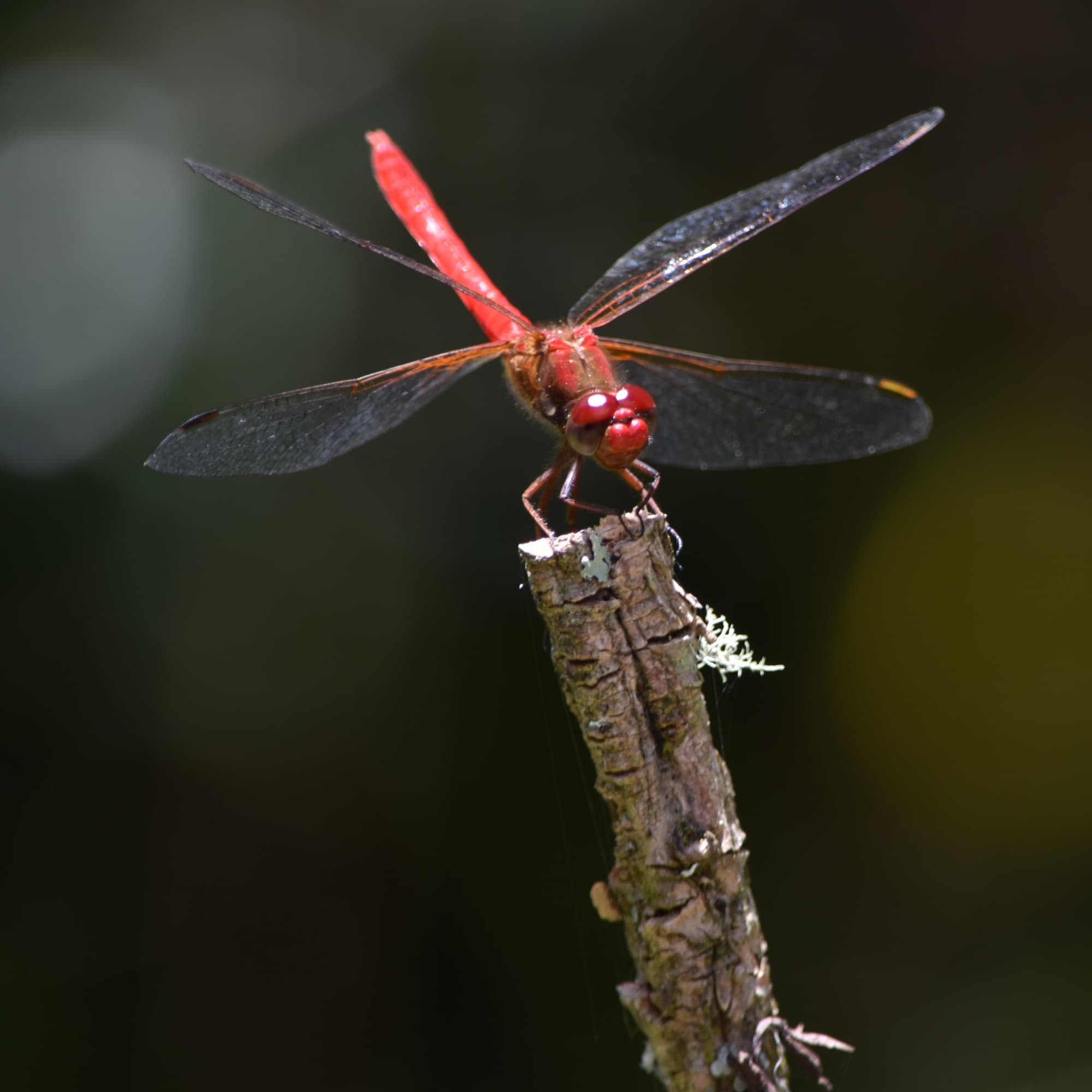 Libélula roja posada en la punta de una rama seca sobre fondo oscuro